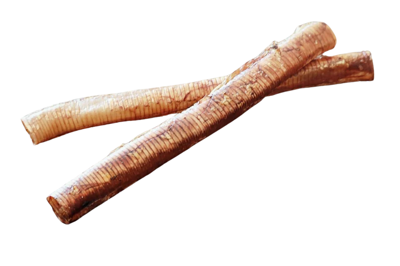 Tráquea de avestruz