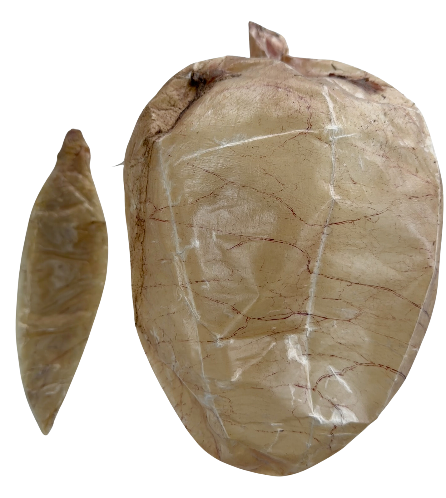 Vejiga de ternera