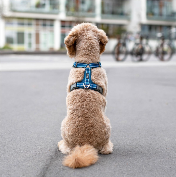 Arnés DOG Copenhagen Comfort Walk Air™ - V3