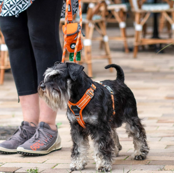 Arnés DOG Copenhagen Comfort Walk Air™ - V3