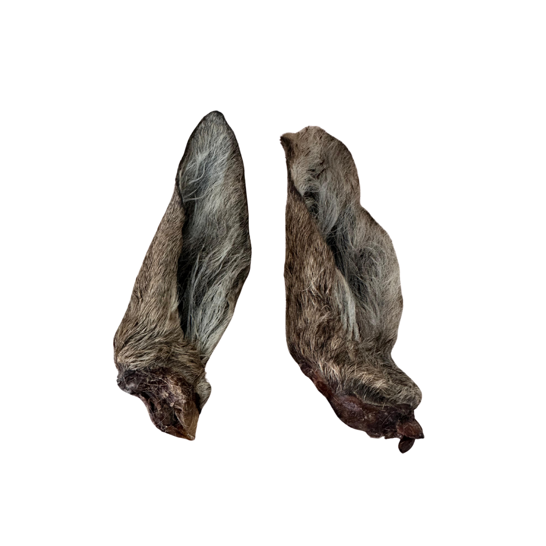 Oreja ciervo con pelo