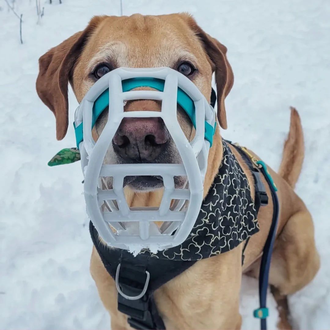 Sunny Muzzle - The muzzle movement