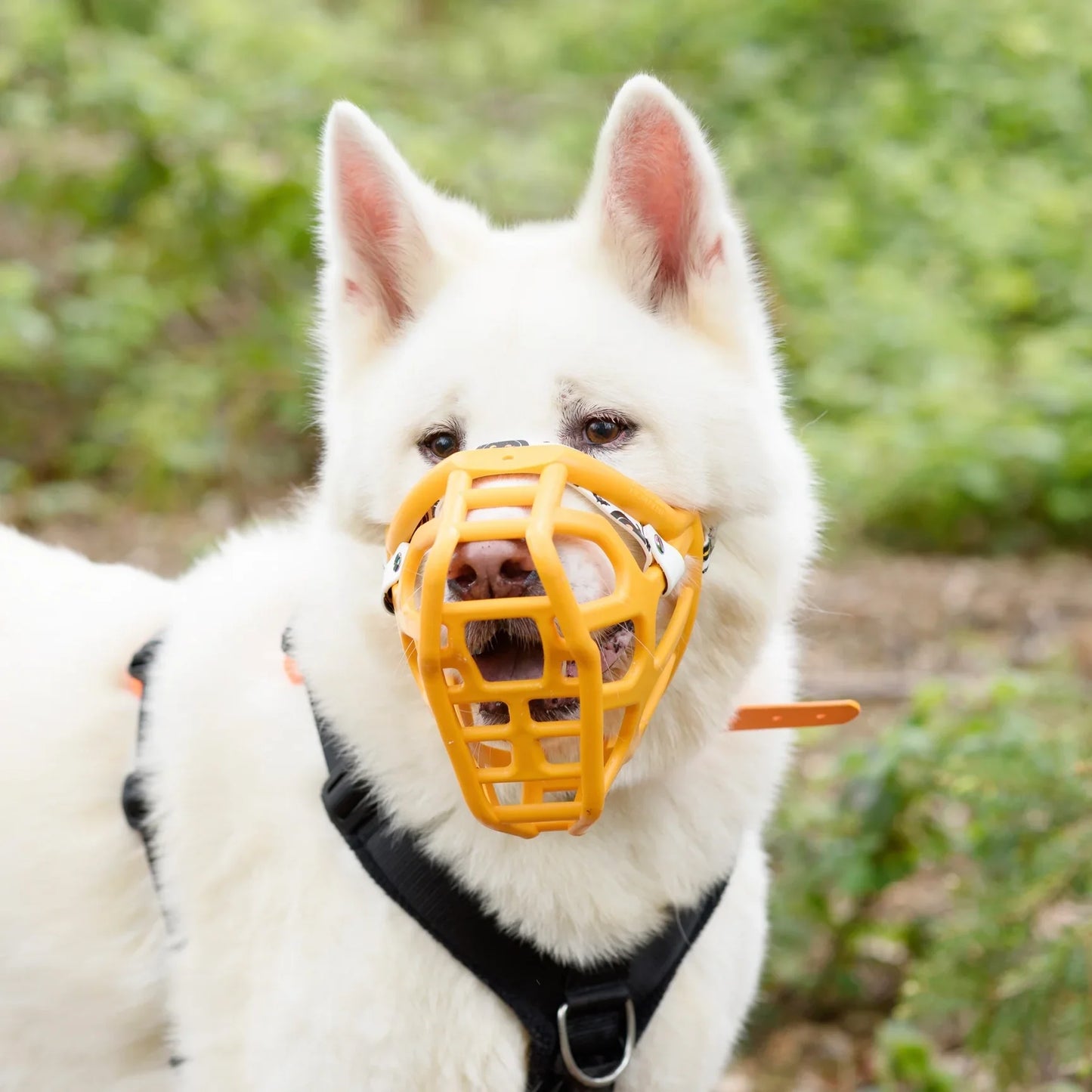 Taz Muzzle - The muzzle movement