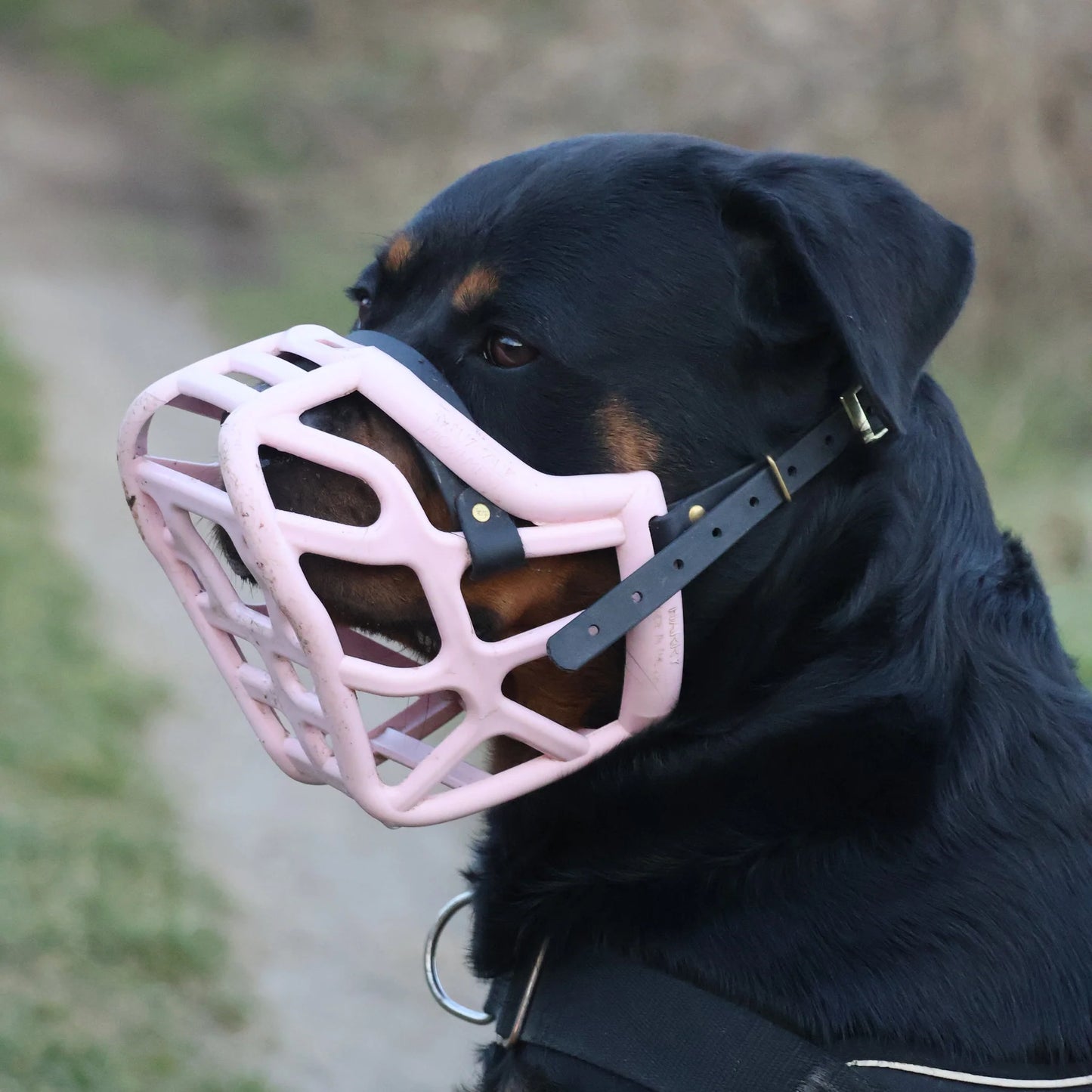 Harry Muzzle - The muzzle movement