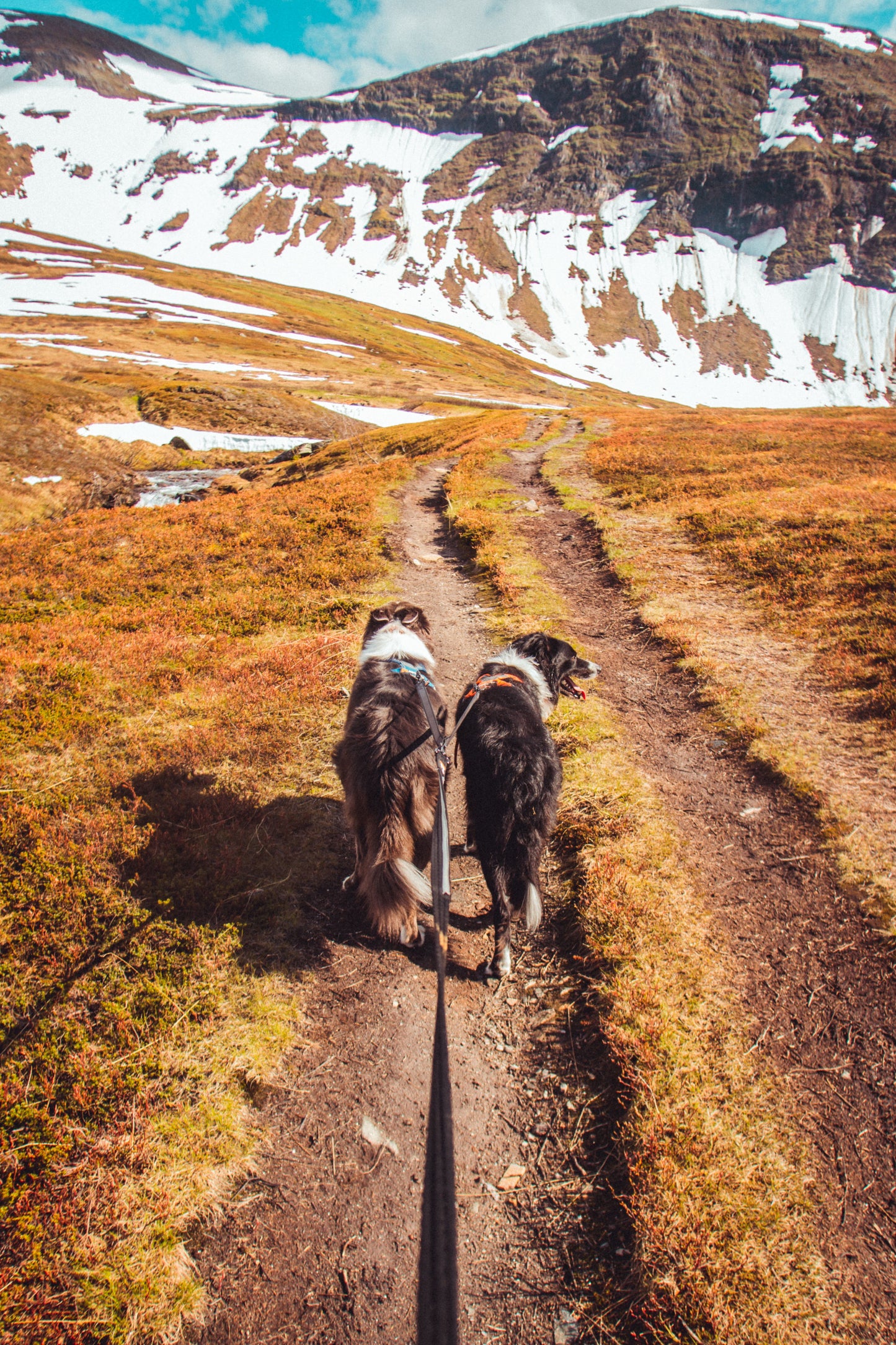 Strong leash