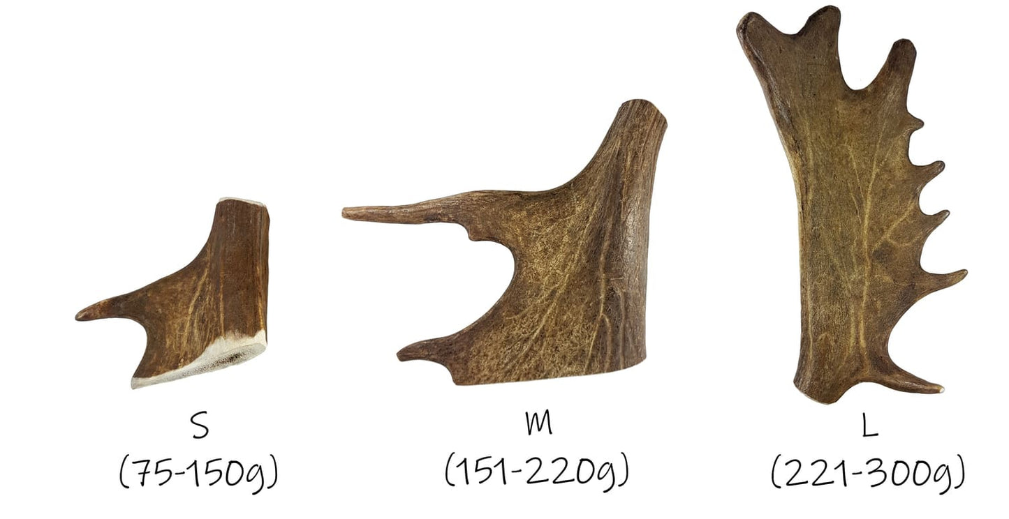 Asta de gamo - Bimordiscos