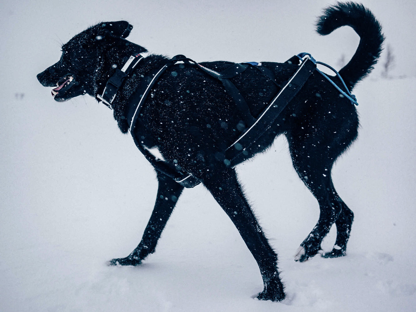 Polar Collar- Non-Stop