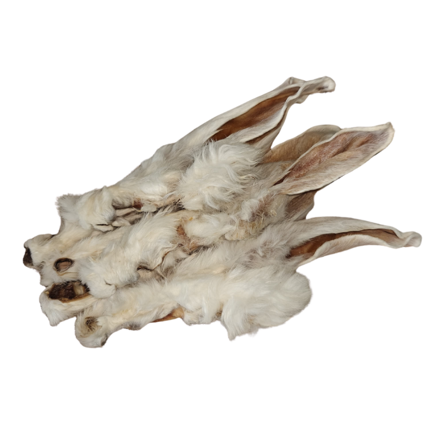 Oreja de conejo con pelo