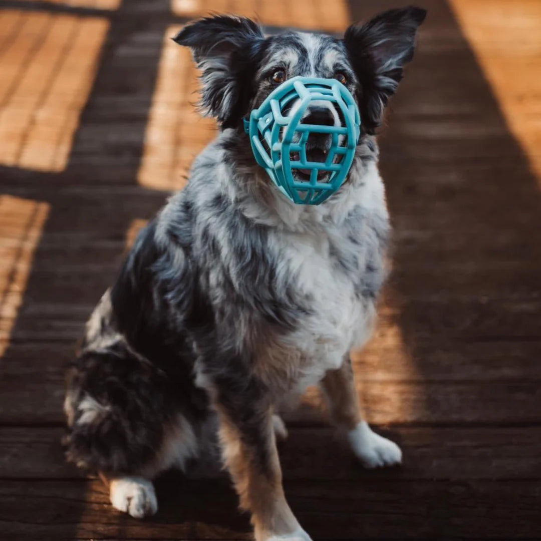 Tolly Muzzle - The muzzle movement