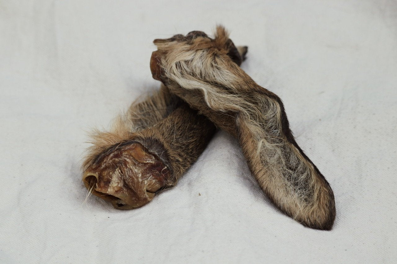 Oreja de corzo con pelo