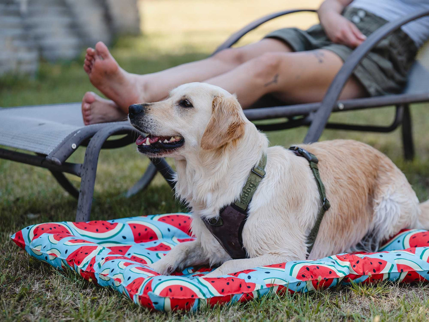 Freedog - Cool bed - Watermelon