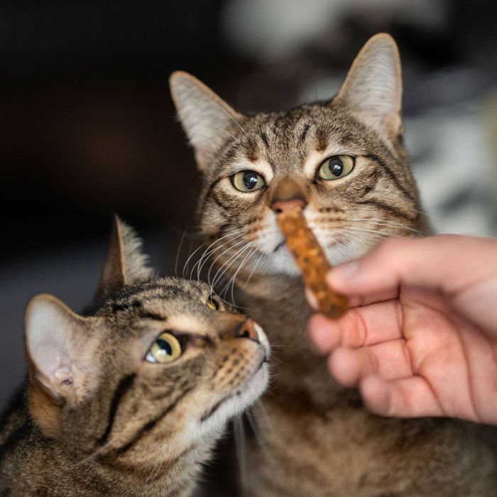 Rub Stick dental de pollo para GATOS - Small 1x1