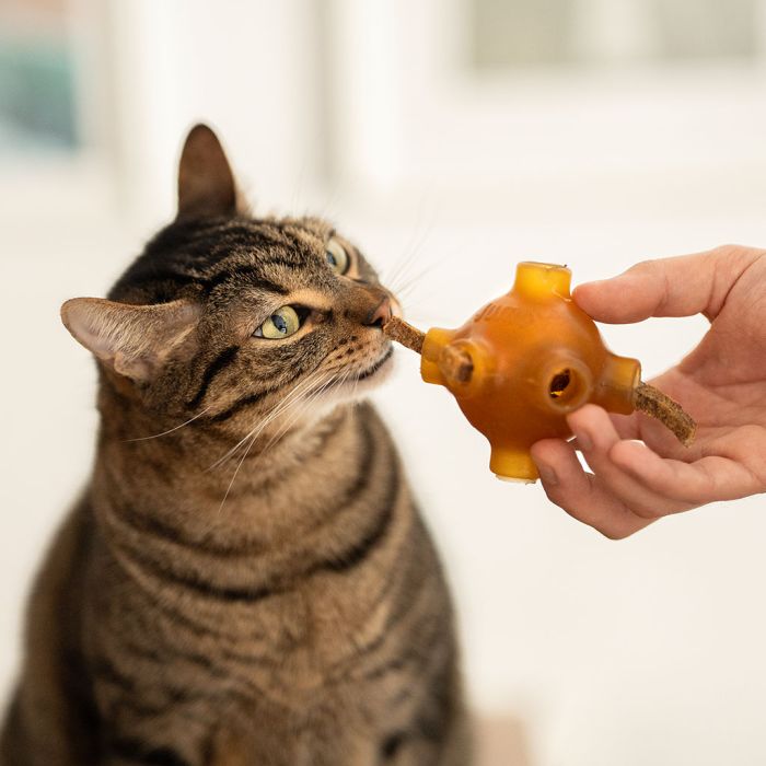 Rub Stick dental de pollo para GATOS - Small 1x1